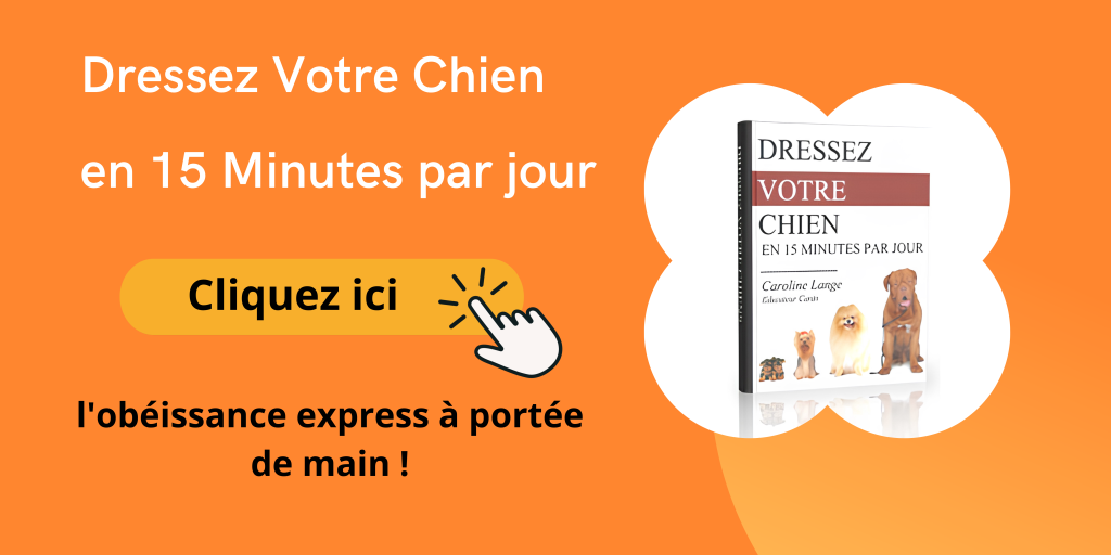 conseils pour chien 