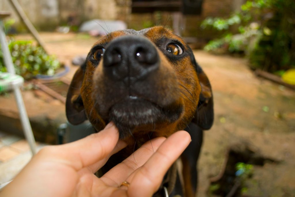 Chien avec caresse de son maitre
