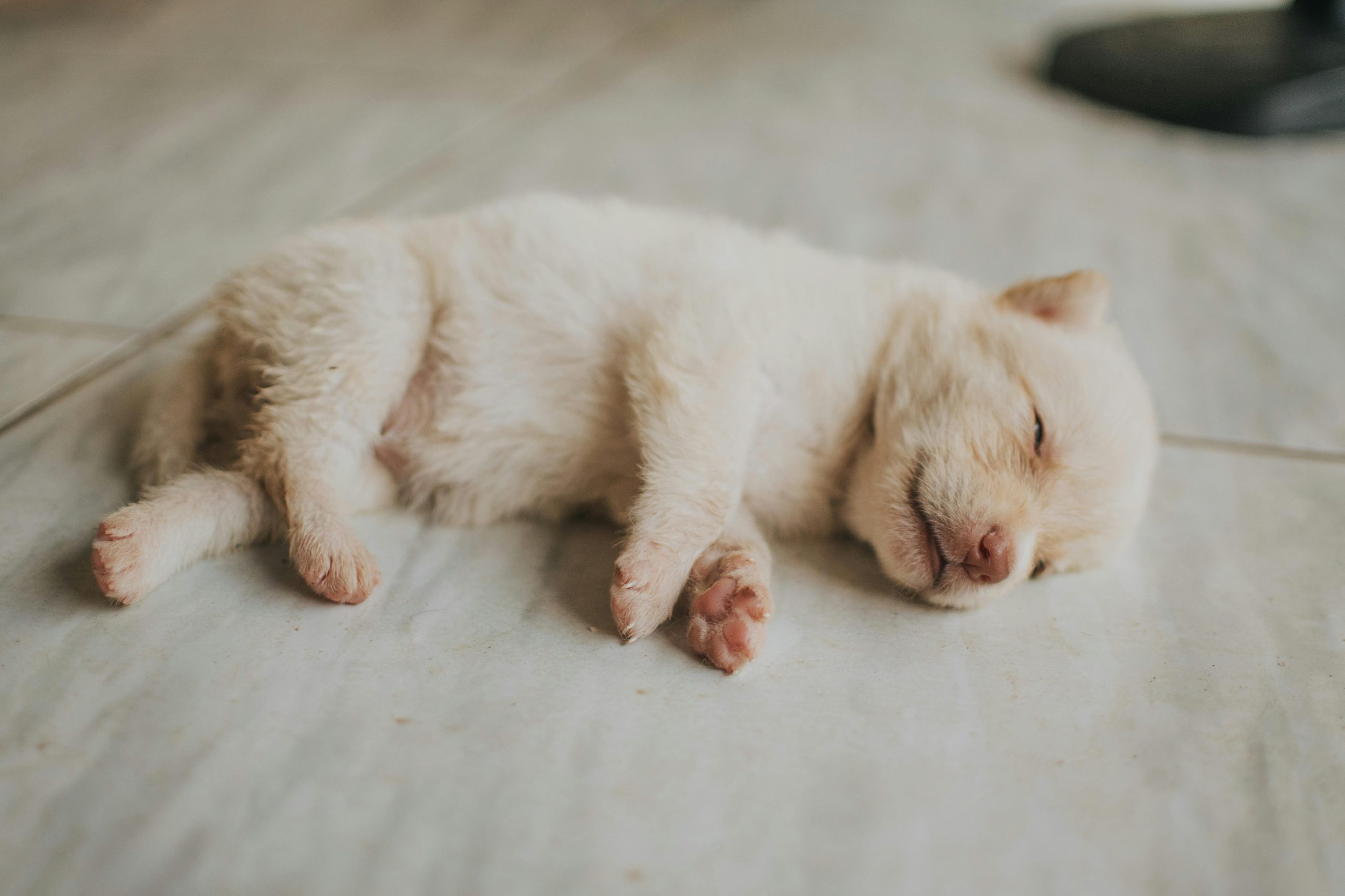 Apprendre la Propreté à un Chiot la Nuit